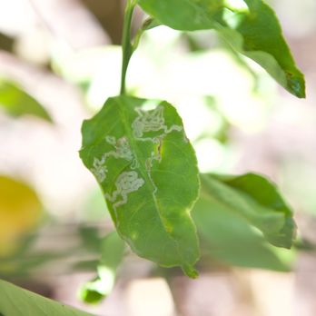 Zimmerman Tree Service - a close up of a green leaf with a white spot on it - Pest Control Near Me - Lake Worth, Florida Zimmerman Tree Service - a close up of a green leaf with a white spot on it - Pest Control Near Me - Lake Worth, Florida