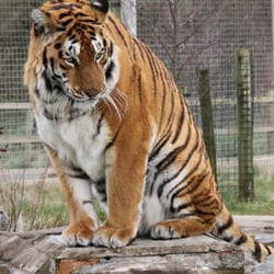 Noah's Ark Zoo Farm