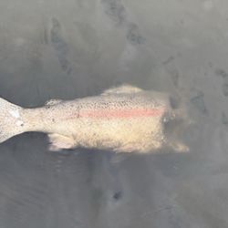 Buchanan Park - Nice park.. but what's up with the dead fish in the pond? "They're eating the dogs!" (Trump voice)