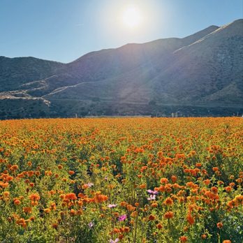 Bloom Ranch Of Acton - Very fragrant marigold field - Farms Near Me - Acton, California