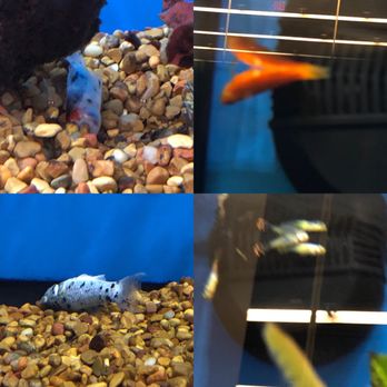 Petco - Pet Training Near Me - Franklin, Tennessee Petco - Pet Training Near Me - Franklin, Tennessee