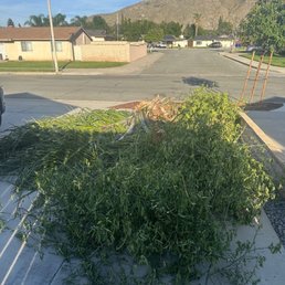 tree trimmings