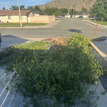 HLI Tree Experts - tree trimmings - Tree Services Near Me