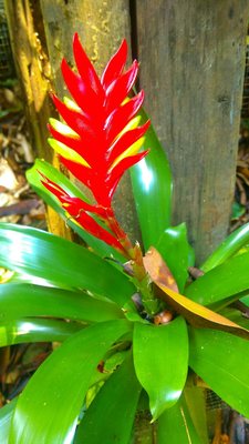 Tropical Spice Garden by null