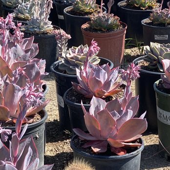 Ramirez Growers - Beautiful Succulents - Nurseries & Gardening Near Me - Cerritos, California Ramirez Growers - Beautiful Succulents - Nurseries & Gardening Near Me - Cerritos, California