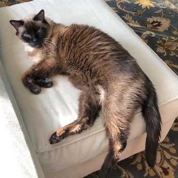 Laketown Cat Hospital - Sam London - Veterinarians Near Me - Saugatuck, Michigan Laketown Cat Hospital - Sam London - Veterinarians Near Me - Saugatuck, Michigan