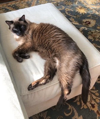 laketown cat hospital