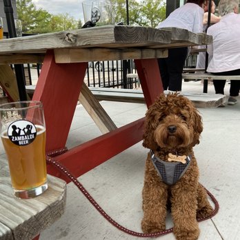 Zambaldi Beer - Even the pup loves it here. - Breweries Near Me - Green Bay, Wisconsin Zambaldi Beer - Even the pup loves it here. - Breweries Near Me - Green Bay, Wisconsin