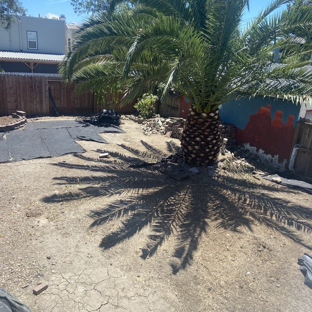 Bay Area Tree Pro - AFTER - Poplar tree in front of palm gone, Palm cleaned, Stump in rear of yard gone - Tree Services Near Me Bay Area Tree Pro - AFTER - Poplar tree in front of palm gone, Palm cleaned, Stump in rear of yard gone - Tree Services Near Me