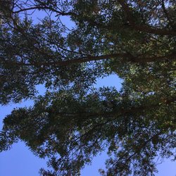 Covell Park - Looking up at the trees