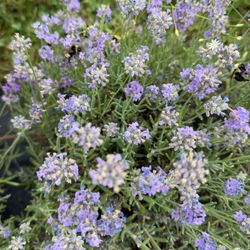 Moore Manor Lavender Farm - Lavender