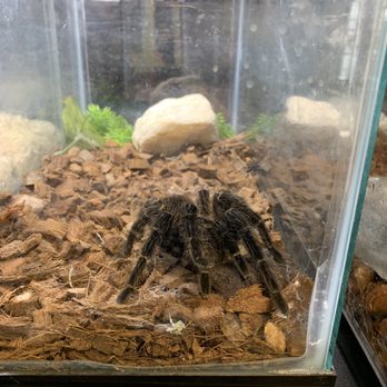 Lowcountry Exotics - A tarantula. - Reptile Shops Near Me - Bluffton, South Carolina