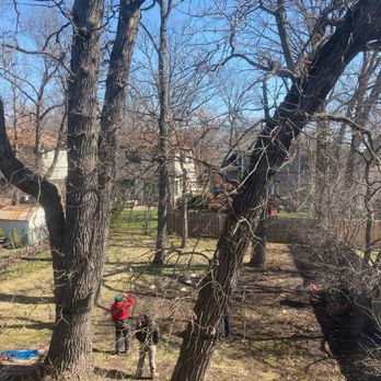 Oakleaf Treeworks - At work - Tree Services Near Me - Northbrook, Illinois