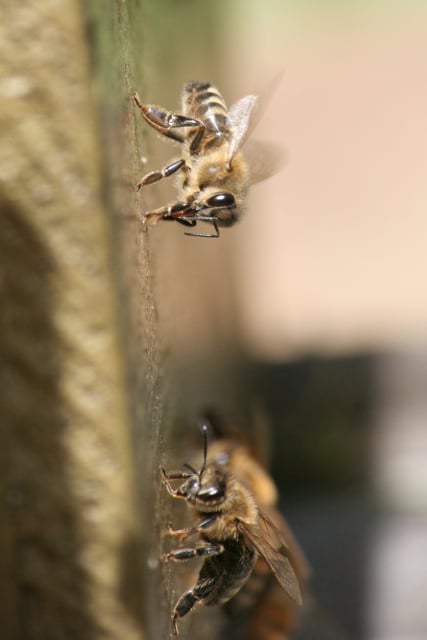 San Francisco Beekeepers Association - social services organization in San Francisco, CA