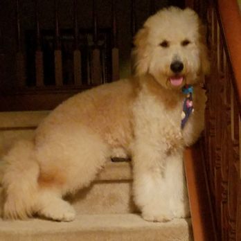 Sit Means Sit - Pet Training Near Me - Woodinville, Washington Sit Means Sit - Pet Training Near Me - Woodinville, Washington