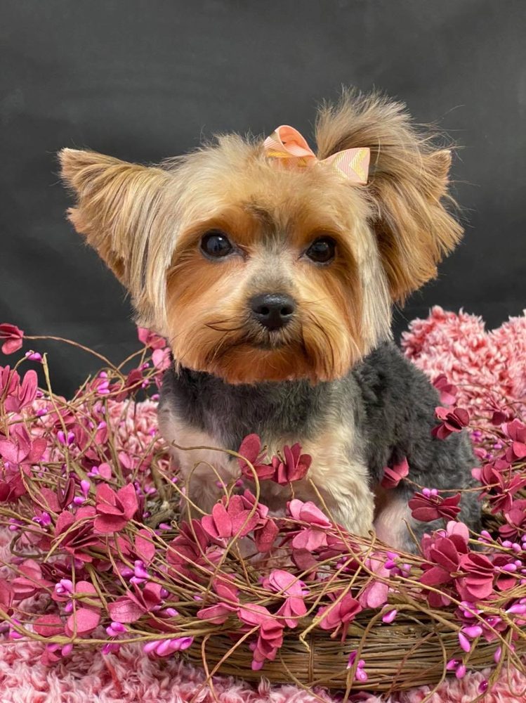 STEPH’S BUBBLES & BOWS PET GROOMING BOUTIQUE Updated October 2024