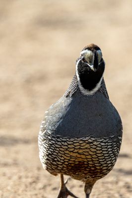 Tomales Point Trailhead by null