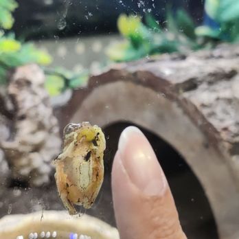 Super Pets - Tiny frog - Pet Stores Near Me - Temple City, California Super Pets - Tiny frog - Pet Stores Near Me - Temple City, California