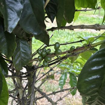 Miranda’s Farms - Young Coffee beans - Coffee Roasteries Near Me - Naalehu, Hawaii Miranda’s Farms - Young Coffee beans - Coffee Roasteries Near Me - Naalehu, Hawaii