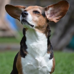 Warren Animal Clinic - Shiloh enjoying the breeze in her face two days after surgery