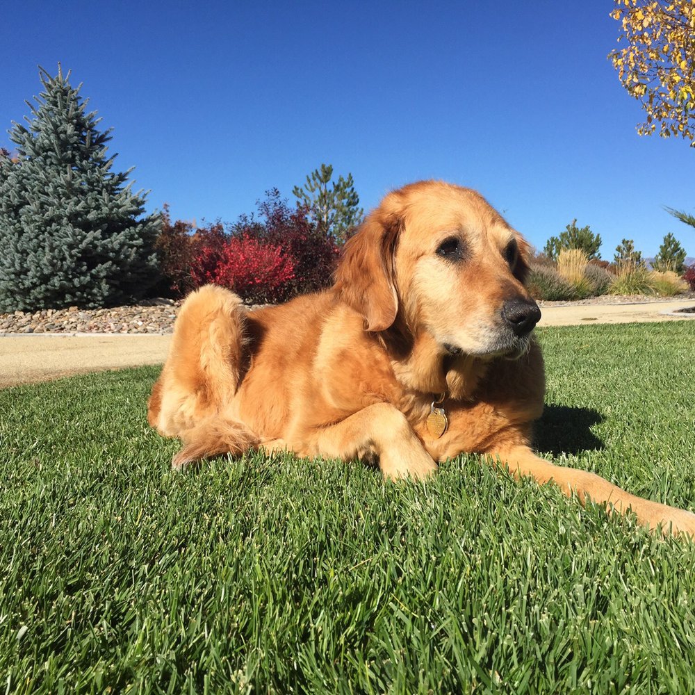 Clippers Dog Grooming - Pet Groomers Near Me - Gardnerville, Nevada Clippers Dog Grooming - Pet Groomers Near Me - Gardnerville, Nevada