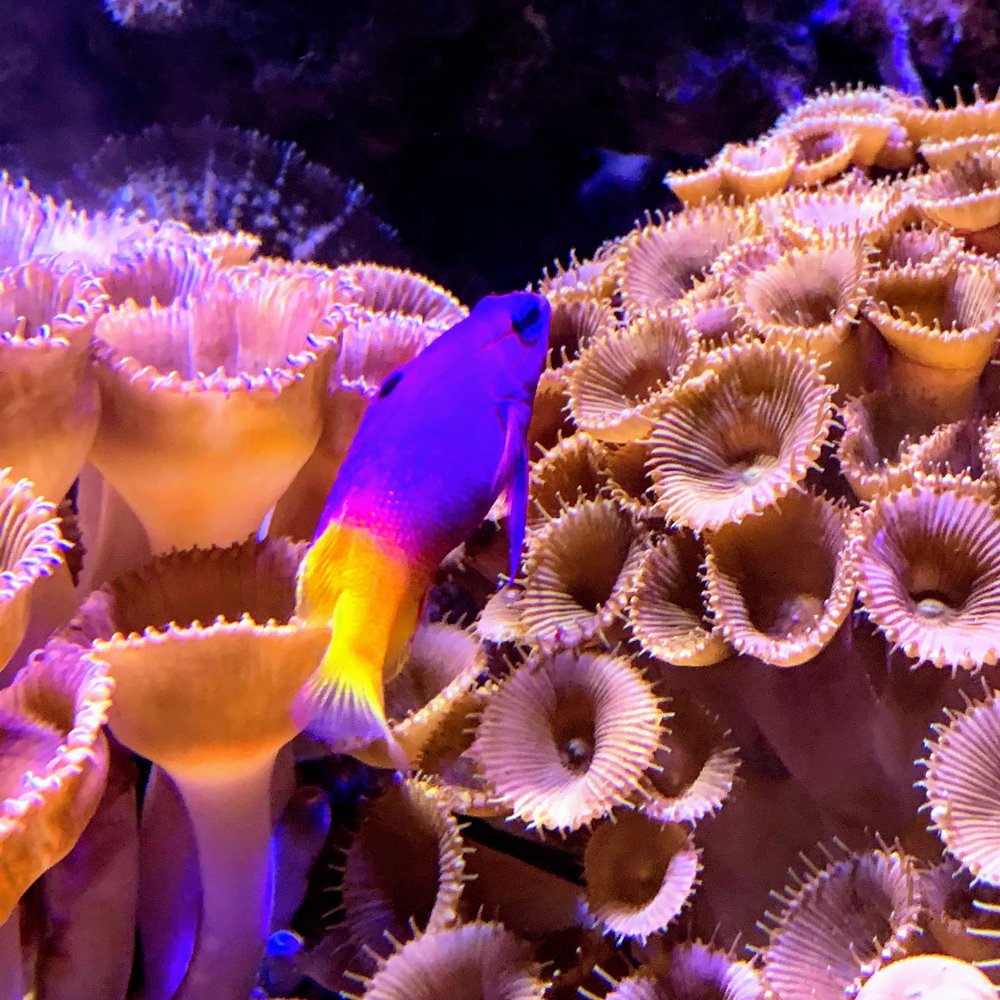 Texas State Aquarium - colorful coral - Aquariums Near Me - Corpus Christi, Texas Texas State Aquarium - colorful coral - Aquariums Near Me - Corpus Christi, Texas