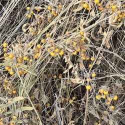 Red Rock State Park - Nightshade