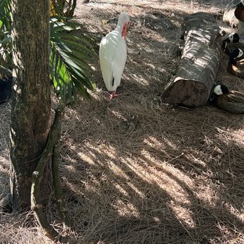 Zoo Miami - Zoos Near Me - Miami, Florida Zoo Miami - Zoos Near Me - Miami, Florida