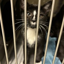 Willoughby at the shelter
