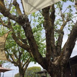 Chiosco da Ramos' - Gli alberi dove sotto si mangia al fresco!
