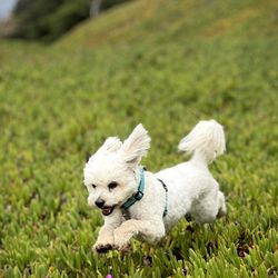 Little Wags of Aptos