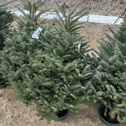 Pinery Christmas Trees - Look the short and stout trees.