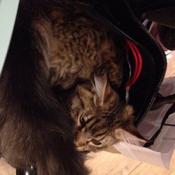 Le Comptoir des Chats - Le gros chat dans le sac de ma sœur !
