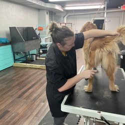 Snips And Snouts - Groomer and my golden retriever.