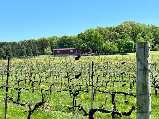 Clover Hill Vineyards & Winery by null