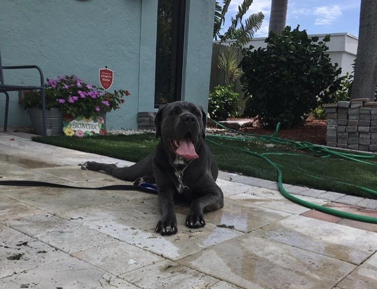 THE BARK HOUSE 5221 NW 76th Pl, Pompano Beach, Florida Pet Boarding