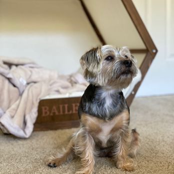 Mobile Grooming by Loel - So beautiful! Loel calls this the city cut. - Pet Groomers Near Me Mobile Grooming by Loel - So beautiful! Loel calls this the city cut. - Pet Groomers Near Me