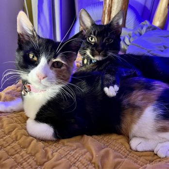 Oceanside Veterinary Hospital - Veterinarians Near Me - Oceanside, California Oceanside Veterinary Hospital - Veterinarians Near Me - Oceanside, California