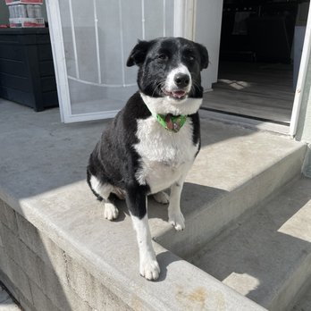 Petco - You do not shaved aussies , even her butt was exposed! Horrible . Now we have to wait for it to grow back - Pet Stores Near Me - San Pedro, California Petco - You do not shaved aussies , even her butt was exposed! Horrible . Now we have to wait for it to grow back - Pet Stores Near Me - San Pedro, California