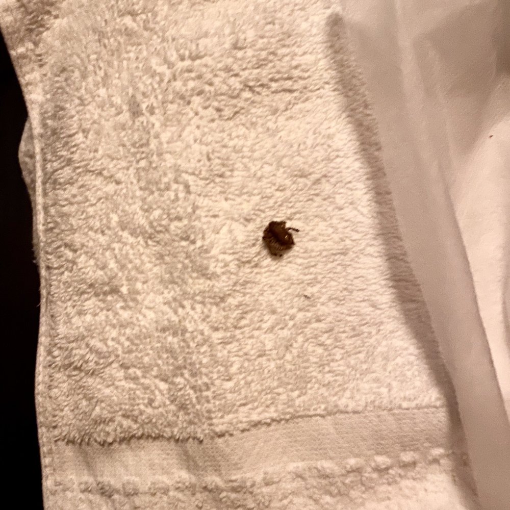 Massage One Spa - Dead cockroach on our bed - Massage Near Me - Westminster, California Massage One Spa - Dead cockroach on our bed - Massage Near Me - Westminster, California