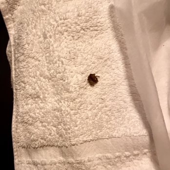 Massage One Spa - Dead cockroach on our bed - Massage Near Me - Westminster, California Massage One Spa - Dead cockroach on our bed - Massage Near Me - Westminster, California