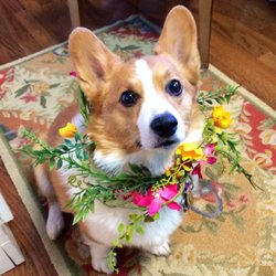 Scarlet Begonias - Quinn, the Corgi. He is here almost everyday! He's very friendly and loves visitors.