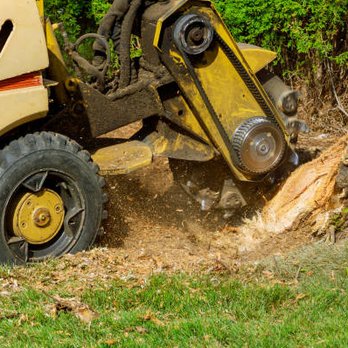 Sandoval Tree Trimming Services - Tree Services Near Me - Weslaco, Texas