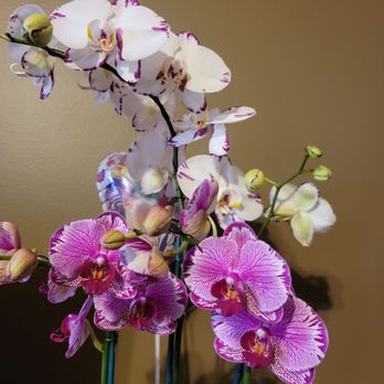 Norman's Orchid Nursery - Nurseries & Gardening Near Me - Montclair, California