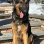 Photo of Metro K9 Academy
