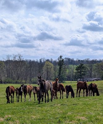 Mill Ridge Farm by null