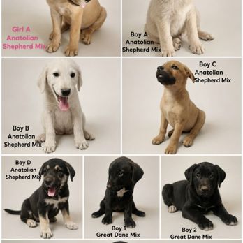 Who Let The Dogs Out Rescue - Animal Shelters Near Me Who Let The Dogs Out Rescue - Animal Shelters Near Me