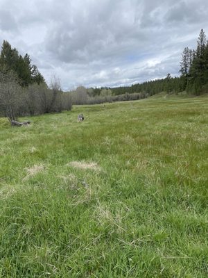 Paws Up Montana by null