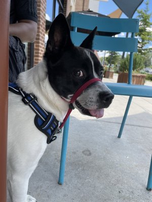 Kafenio Avondale by null