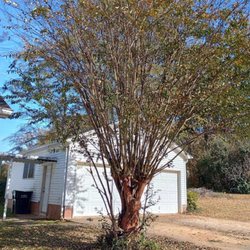 Cutting Edge Mowing & Washing - Trimming customers tree